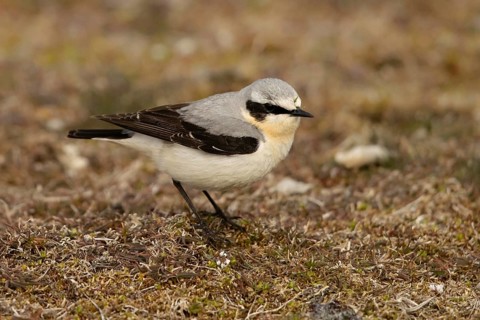Northern Wheatear (Oenanthe oenanthe) male perched on the ground, Smaland, Sweden