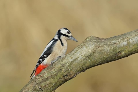 Great spotted woodpecker (Dendrocopos major), male, sitting on a branch, wildlife, animals, birds,