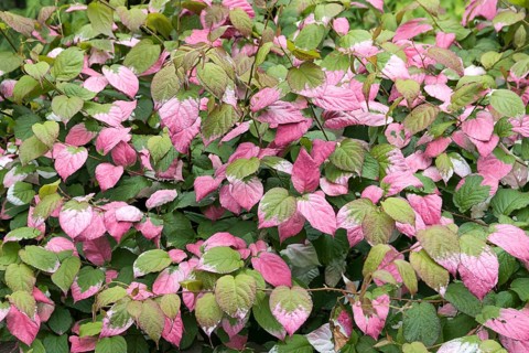 Kolomikta ray penstemon (Actinidia kolomikta), Geografisk Ha Botanical Garden, Denmark