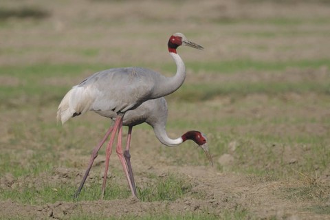 Sarus Crane (Antigone antigone) foraging, Keoladeo National Park, India