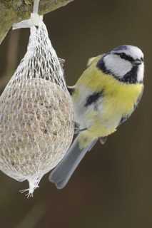 Eurasian Blue Tit (Cyanistes caeruleus), North Rhine-Westphalia, Germany
