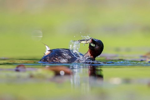 Little Grebe (Tachybaptus ruficollis) with fish prey in beak, North Rhine-Westphalia, Germany