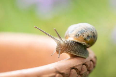 Garden snail (Helix aspersa) adult gastropod molluscs on a garden plant pot in summer, Suffolk,