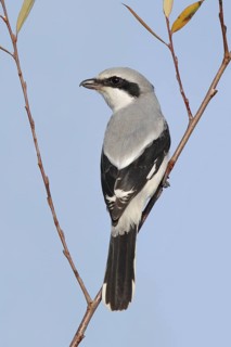 Great Grey Shrike (Lanius excubitor), Jaco, Costa Rica