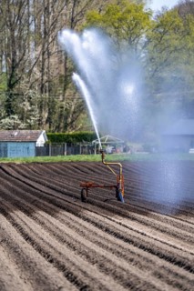 Artificial irrigation of a potato field in April, with a sprinkler system, long drought in spring