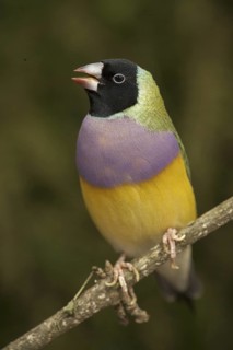 Gouldian Finch (Erythrura gouldiae)