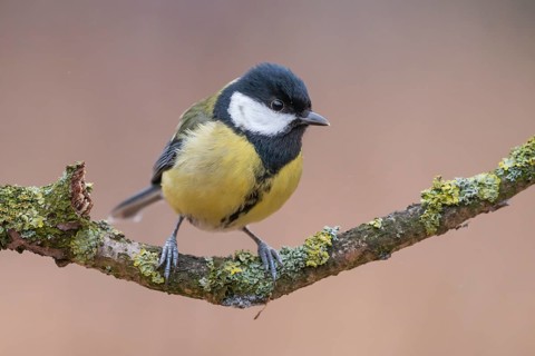 Great Tit (Parus major), Lower Saxony, Germany