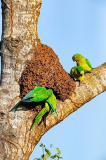 Peach-fronted conure (Aratinga aurea) Pantanal Brazil