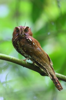 Feline Owlet-nightjar (Aegotheles insignis) male perched on a branch, West Papua, Indonesia
