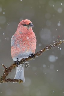 Pine Grosbeak (Pinicola enucleator) male perched on a branch in snowfall, Lapland, Finland