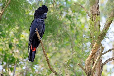 Red-tailed Cockatoo (Calyptorhynchus banksii), Banks' Cockatoo, adult, male, perch, alert,