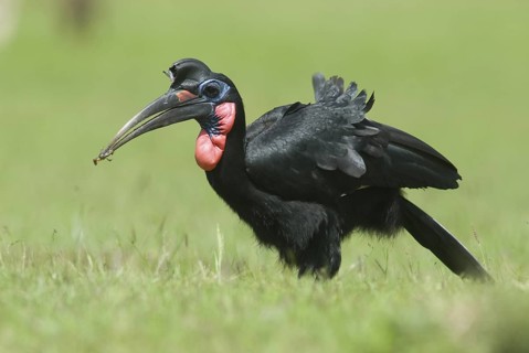 Abyssinian Ground Hornbill (Bucorvus abyssinicus), Ethiopia