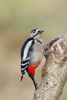 Great spotted woodpecker (Dendrocopos major) male sitting at a water pot in a tree trunk looking