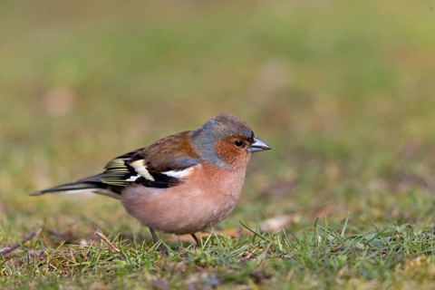 Chaffinch, (Fringilla coelebs), animals, birds, songbird, finch family, perch, biotope, habitat,