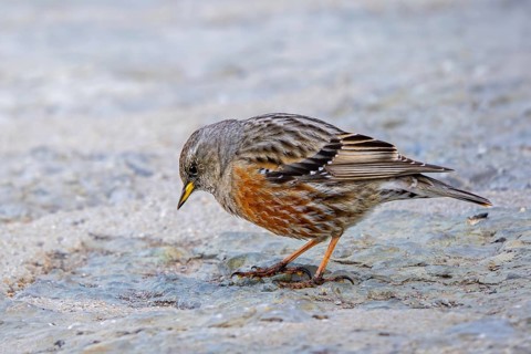 Alpine accentor (Prunella collaris collaris) adult foraging amongst rocks in the mountains in
