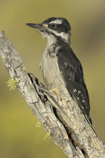 Hairy Woodpecker (Leuconotopicus villosus) female, Oregon, USA