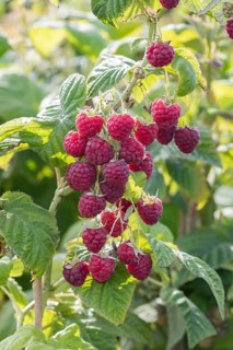 Raspberry (Rubus idaeus 'Sugana' TWOTIMER), BS Sämann, Germany