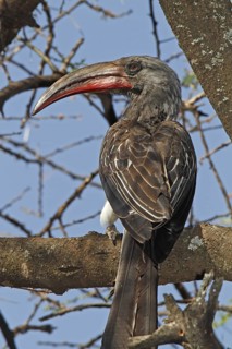 Hemprich's Hornbill, Tockus hemprichii