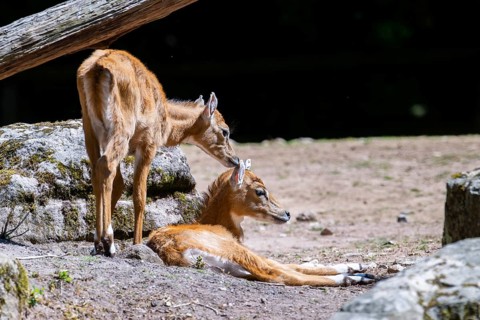 Nilgai (Boselaphus tragocamelus) antelope youngsters on the ground, Germany