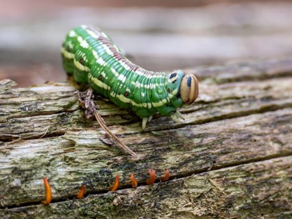 Caterpillar of the pine hawkmoth or pine arrow (Sphinx pinastri), Chiemgau Alps, Bavaria, Germany