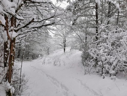 Snow-covered forest trail with a slight climb and surrounded by trees, Franconian Forest nature