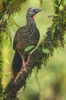 Bearded Guan (Penelope barbata) perched on a branch in the South of Ecuador