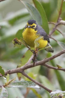 Spectacled Redstart (Myioborus melanocephalus) perched on a branch in Bolivia, South America
