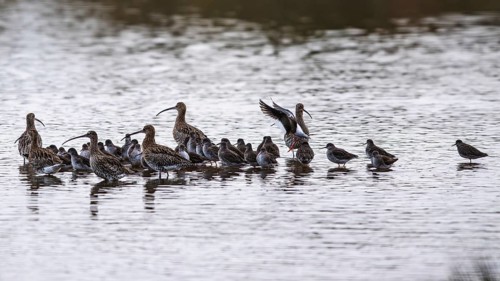 Eurasian Curlew, Numenius arquata, birds on marshes, Devon, England, United Kingdom