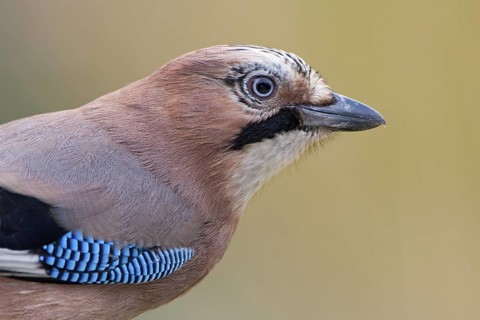 Eurasian Jay (Garrulus glandarius), Saxony, Germany