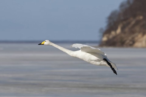 Whooper Swan (Cygnus cygnus) flying, Mecklenburg-Western Pomerania, Germany