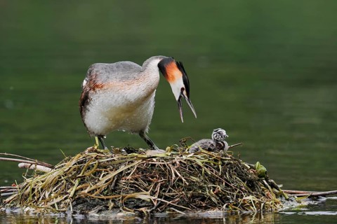 Great Crested Grebe (Podiceps scalloped ribbonfish) with chicks on the nest, North