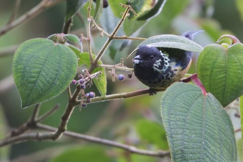 Spangled-cheeked Tanager (Tangara dowii) perched on a branch in Costa Rica, Central America