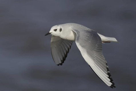 Bonaparte's Gull (Chroicocephalus philadelphia) flying, Ohio, USA