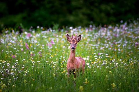 Young roebuck (Capreolus capreolus) standing in a flower meadow, Zurich, Switzerland