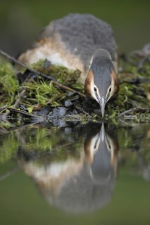 Great Crested Grebe (Podiceps cristatus), North Rhine-Westphalia, Germany