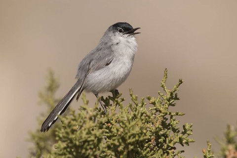Black-tailed Gnatcatcher (Polioptila melanura) male singing, California, USA