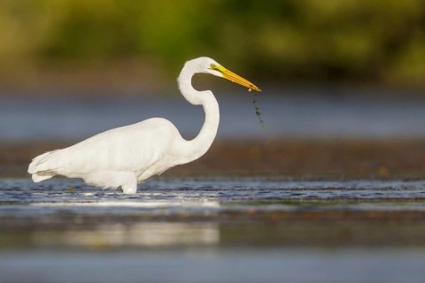 Great Egret (Ardea alba) feeding in a lagoon in Cuba