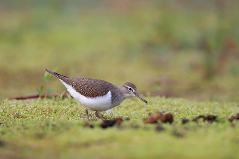 Common Sandpiper (Actitis hypoleucos) foraging, North Rhine-Westphalia, Germany