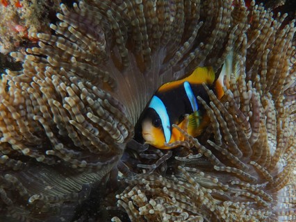 Allard's clownfish (Amphiprion allardi)