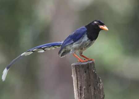 Red-billed Blue Magpie (Urocissa erythroryncha), Huai Kha Khaeng, Thailand
