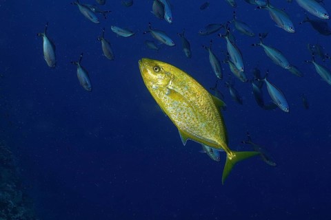 Lemon trevally (Carangoides bajad)