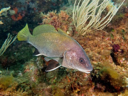 Mullet (Sciaena umbra Corvina nigra)