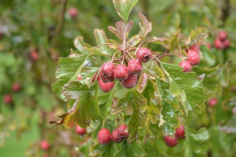 Chinese hawthorn (Crataegus pinnatifida var. major), Höhere Bundeslehr- und Forschungsanstalt für