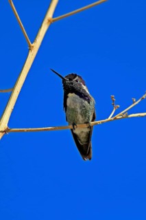 Costacolibri, (Calypte costae), adult, male, in perch, Sonora Desert, Arizona, North America, USA