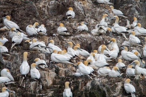 Northern Gannet (Morus bassanus), Bass Rock, Scotland, United Kingdom