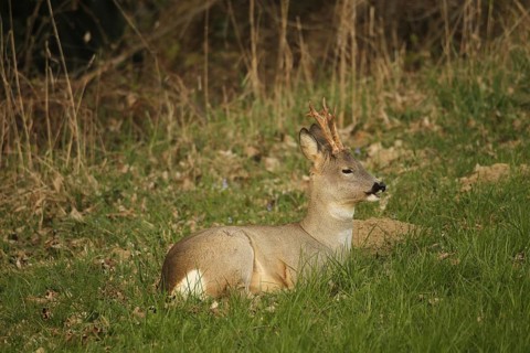 Roe deer (Capreolus capreolus) six-headed buck in winter coat, ruminating at the edge of the