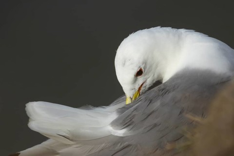 Black legged kittiwake (Rissa tridactyla) adult bird preening in summer, RSPB Bempton cliffs nature