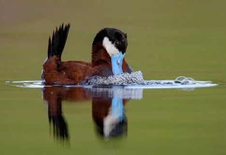 Ruddy Duck (Oxyura jamaicensis) male, British Columbia, Canada