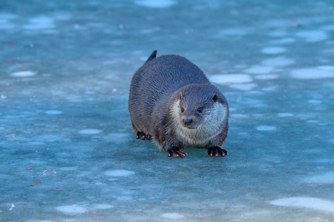 Otter on icy surface, with attentive gaze in winter scenery, Winter, Otter (Lutra lutra), Hesse,