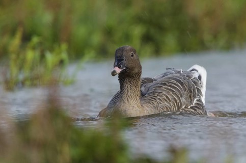 Pink-footed Goose (Anser brachyrhynchus), Schleswig-Holstein, Germany